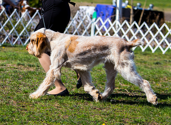 Spinone Italiano