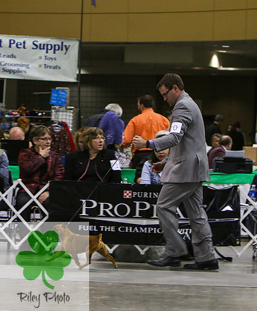 Breed: Brussels Griffon    Name: GCH Fist Face A Penny For Your Thought