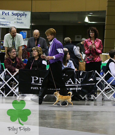 Breed: Smooth Coat ChihuahuaName: GCH Ouachitah One Life To Give
