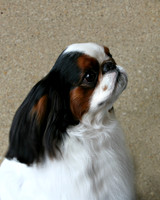 Maibee Orlando - English Toy Spaniel (B&PC)