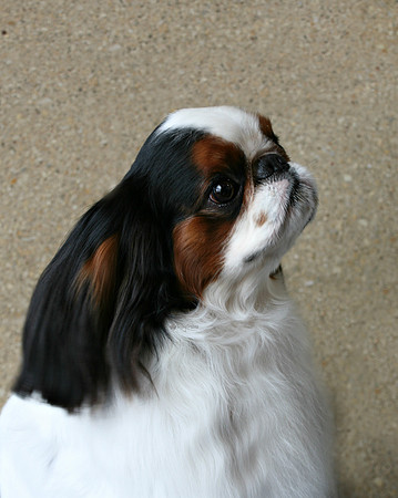 Maibee Orlando - English Toy Spaniel (B&PC)