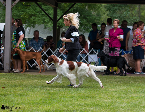 Irish Red and White Setter "Gilberto" Am. Can. BGCH. Aramis Farms High Road to Killary