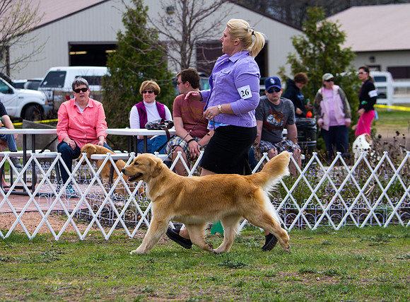 Golden retriever