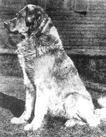 Kim - Chinook's Sire