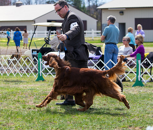 Irish Setter