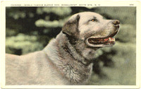Chinook Head Shot