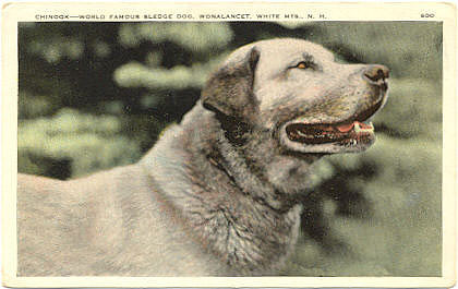 Chinook Head Shot