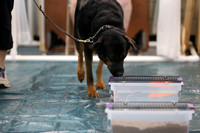 SJLT0301