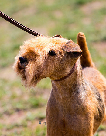 Lakeland terrier