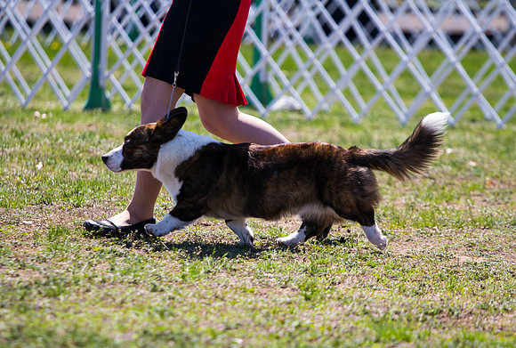 Cardigan Welsh Corgi