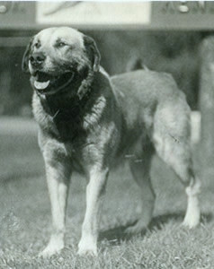 Chinook_front