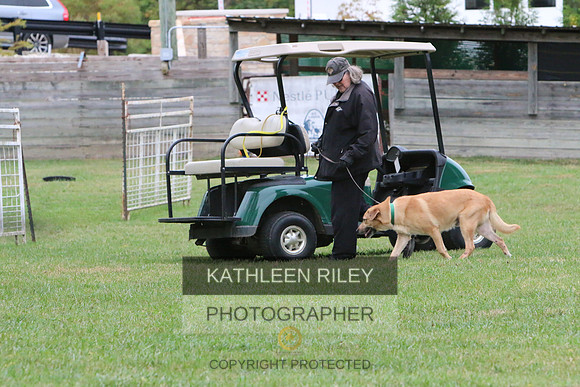 Minnow the Chinook taking the Farm Dog Certified Test October 2017 at Purina Farms