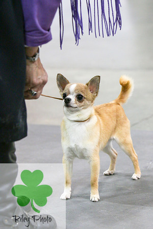Breed: Smooth Coat ChihuahuaName: GCH Ouachitah One Life To Give