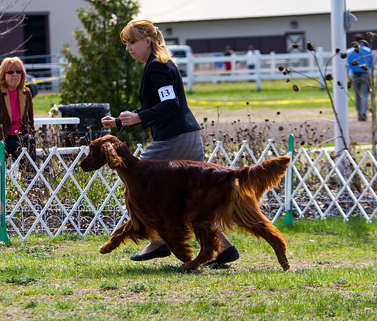 Irish Setter