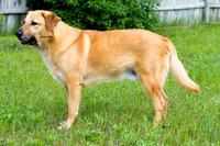 Minnow  - hard body mature adult and tail He's 10 in this photo