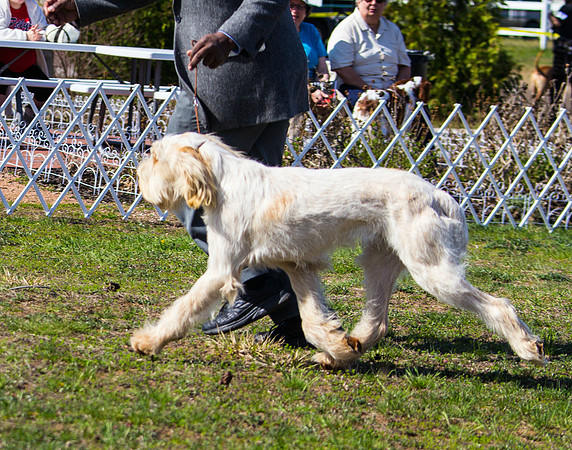 Spinone Italiano