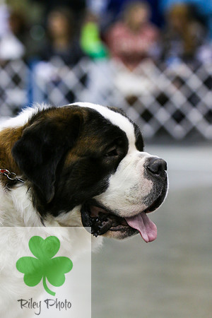 Breed: Saint Bernard