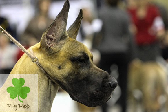 Breed: Great DaneName: CH Alpine's Song Of The South
